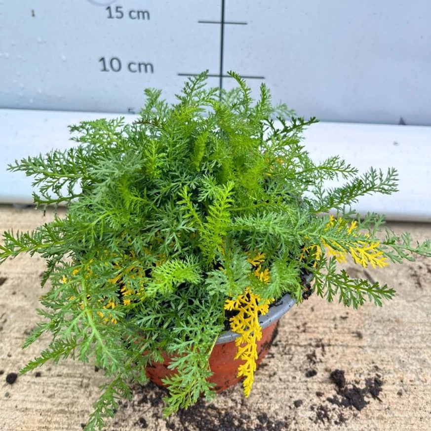 Aspectul frunzelor de  Achillea millefolium la începutul lunii octombrie, în pepiniera noastră