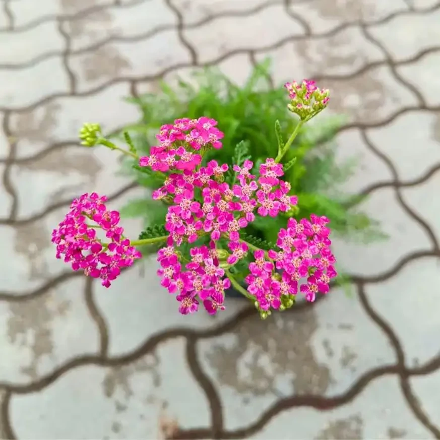 Trimitem plante bine dezvoltate, înflorite de Achillea millefolium în luna septembrie.