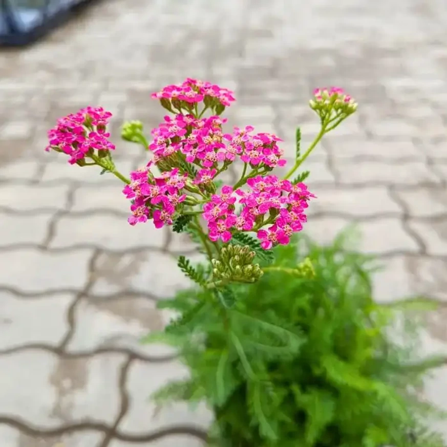 Plantă sănătoasă, bine dezvoltată și înflorită de Achillea millefolium, din gama noastră din septembrie.