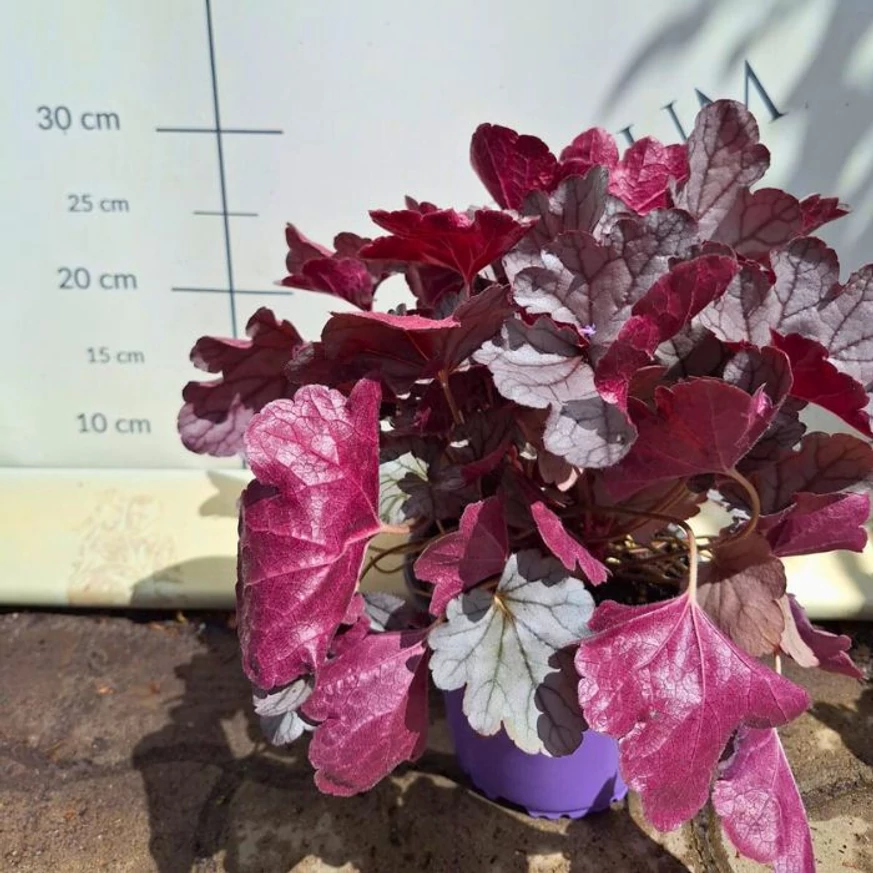 Heuchera Silverberry poate aduce un decor deosebit și un strop de culoare în grădina ta.