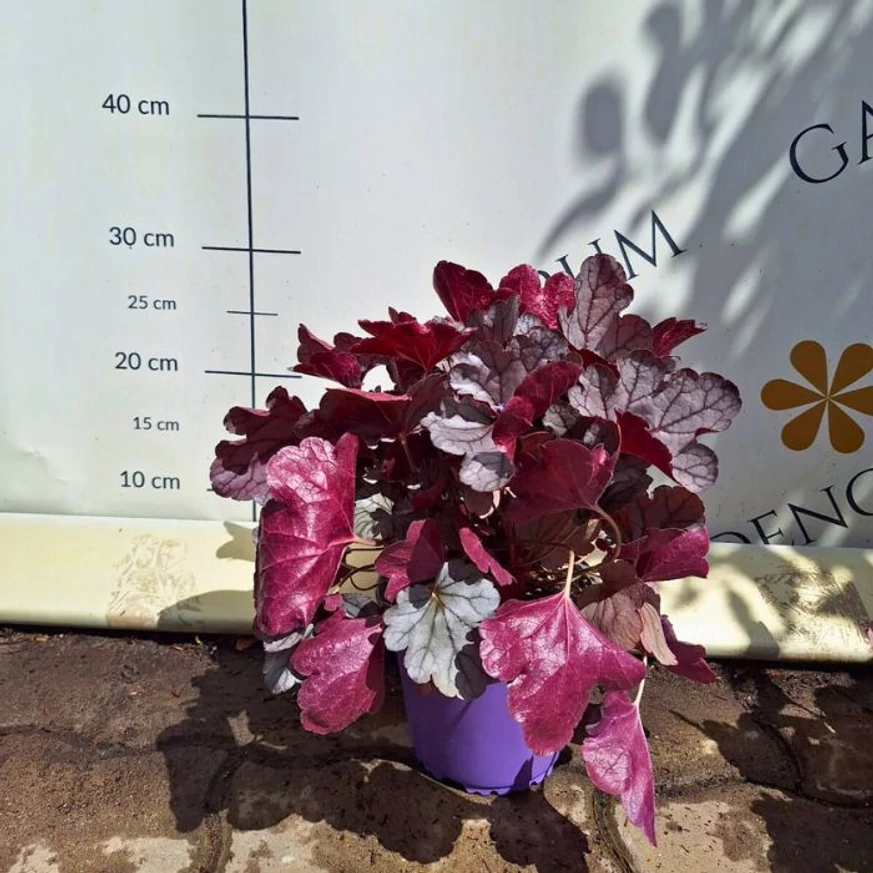 Tufă de Heuchera Silverberry bogată, viguroasă și sănătoasă.