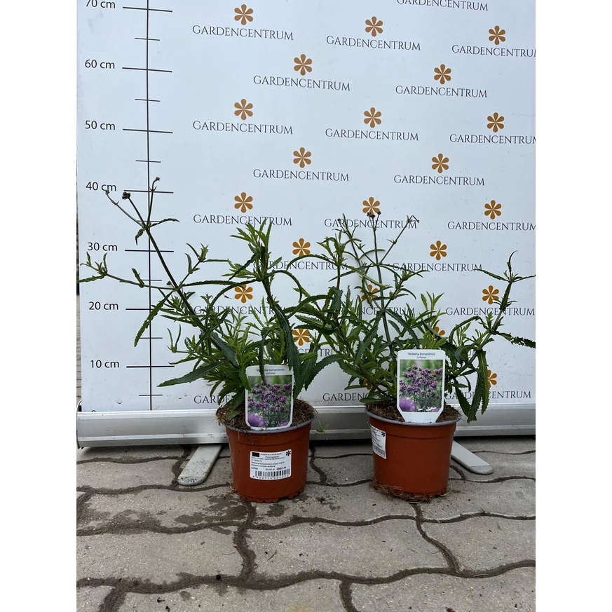 Verbena Lollipop în ghiveci în pepiniera noastră.