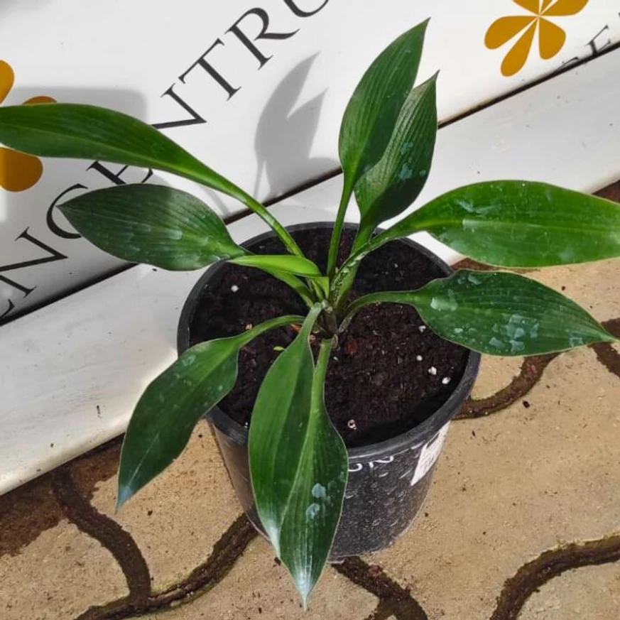 Hosta Devon Green P14 - Crin de toamnă