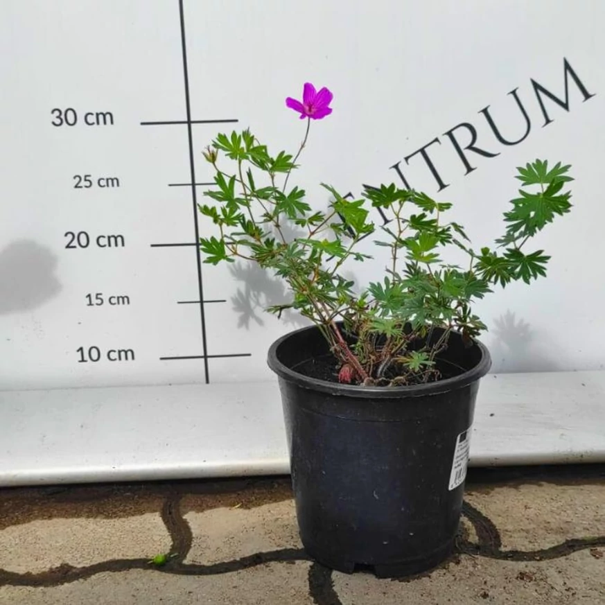 Geranium sanguineum Tiny Monster în ghiveci în centrul nostru de grădinărit.