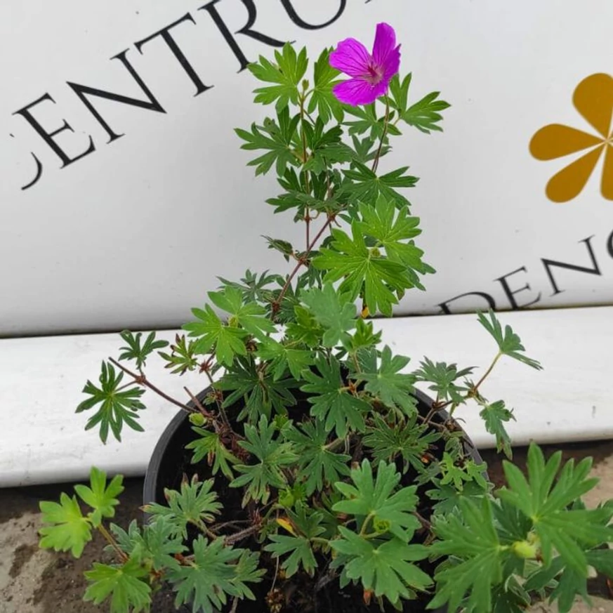 Florile și frunzele plantei Geranium sanguineum Tiny Monster.