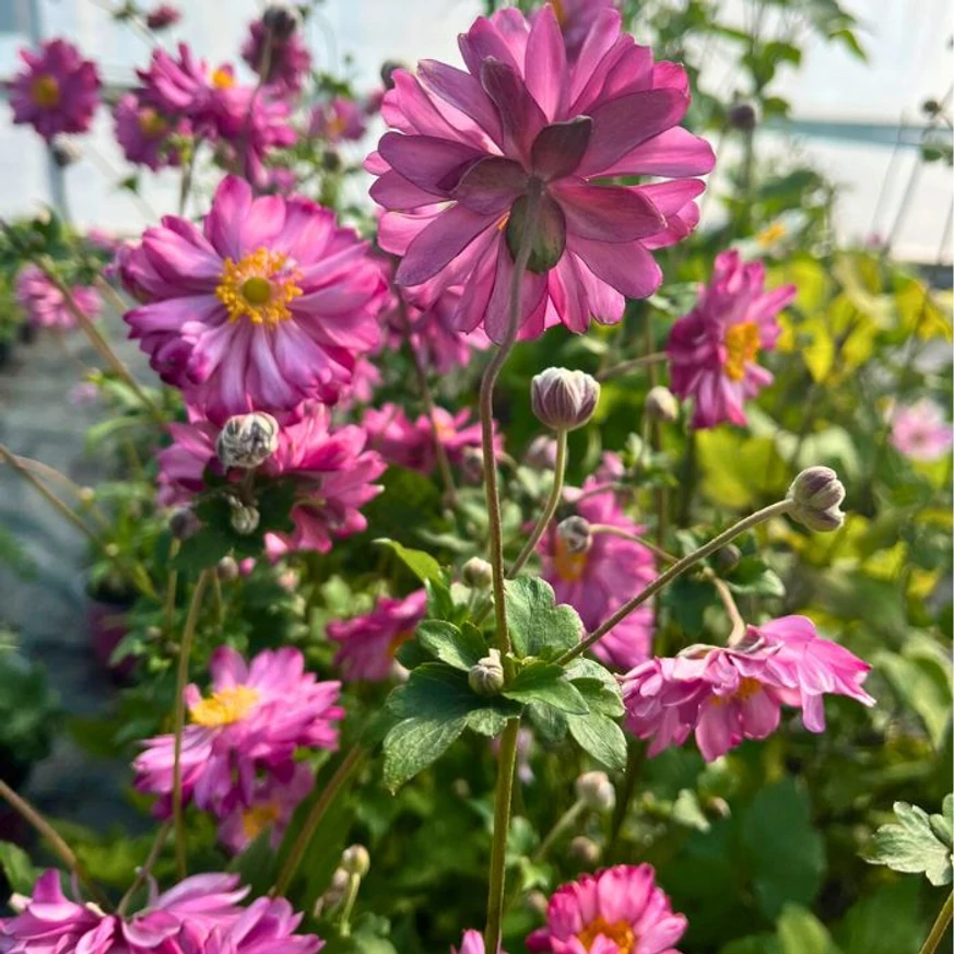 Chiar și la sfârșitul lunii octombrie Anemone hybrida decorează cu flori roz  în pepiniera noastră.