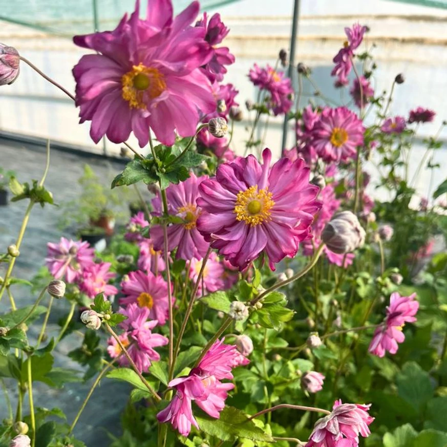 Aspectul florilor de anemone de toamnă roz în pepiniera noastră. 