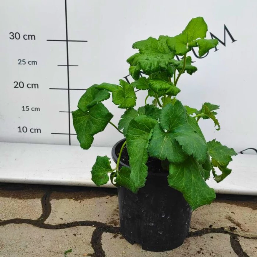 Frunzele plantei anemone de toamnă roz, în luna mai.