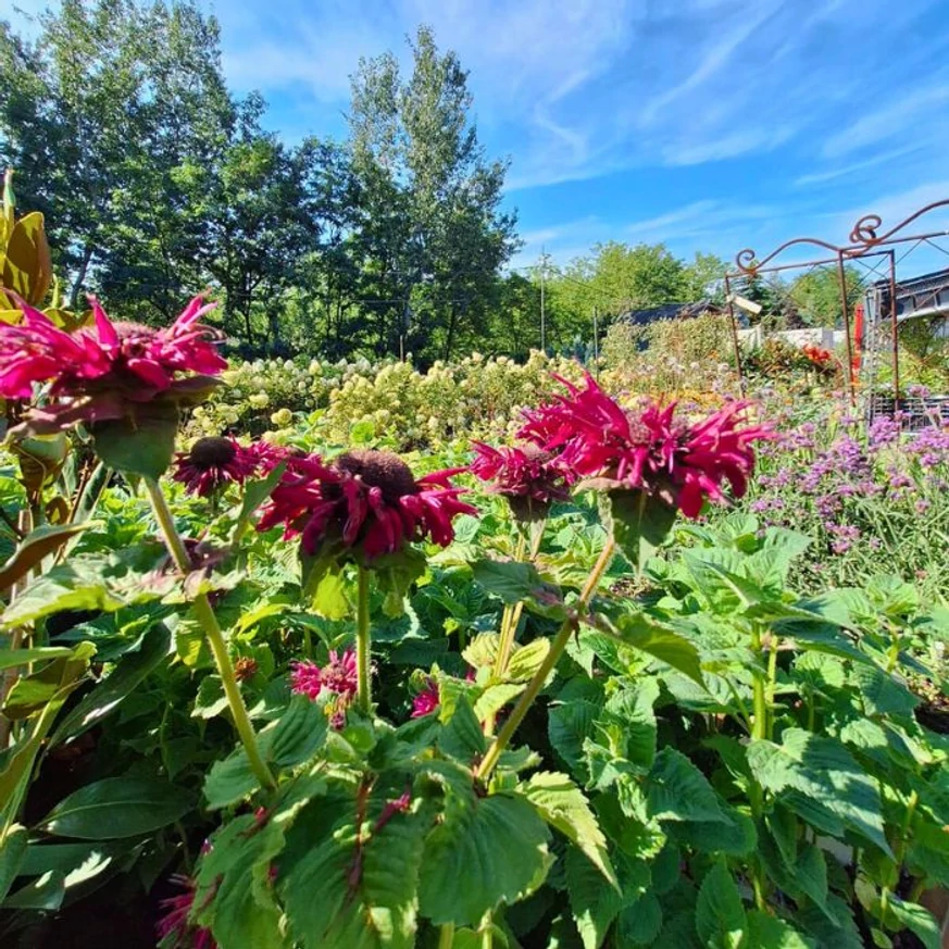 Înflorirea plantelor noastre de Monarda didyma, în luna august.