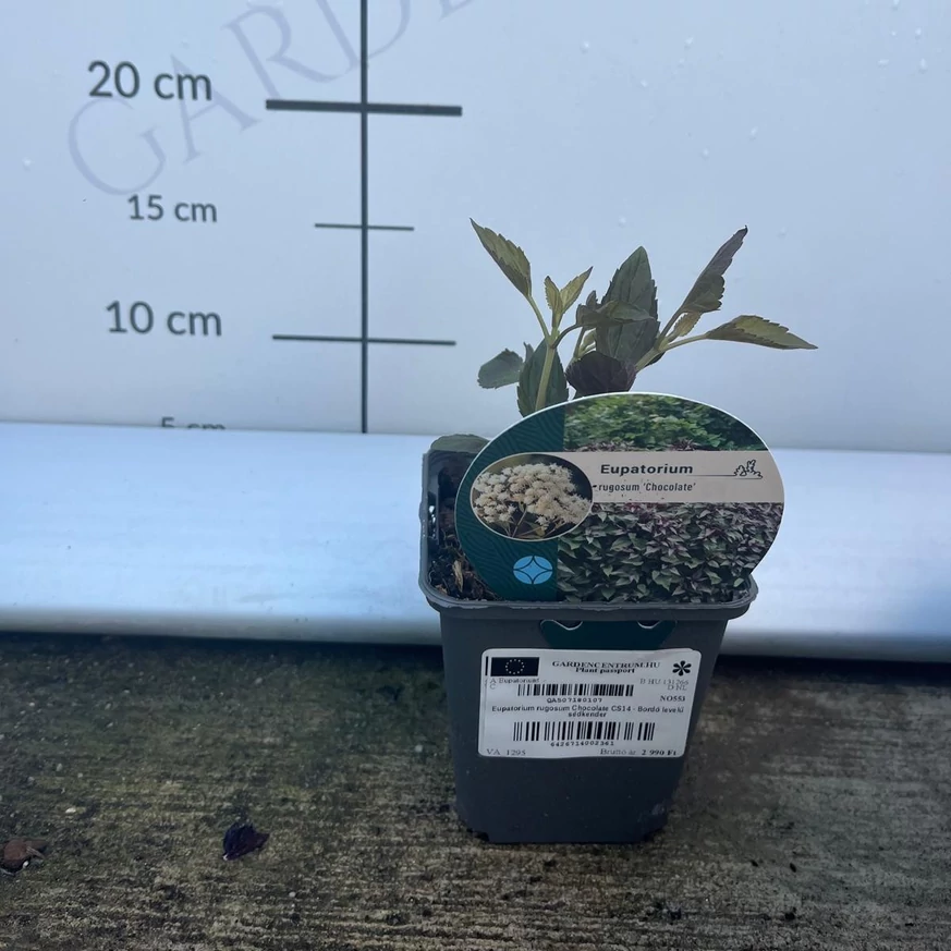 Salvie indiană Eupatorium rugosum Chocolate într-un ghiveci mic de 9 cm.