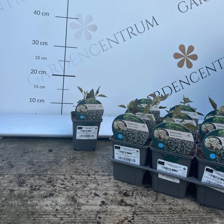 Eupatorium rugosum Chocolate la începutul lunii mai în pepiniera noastră. 