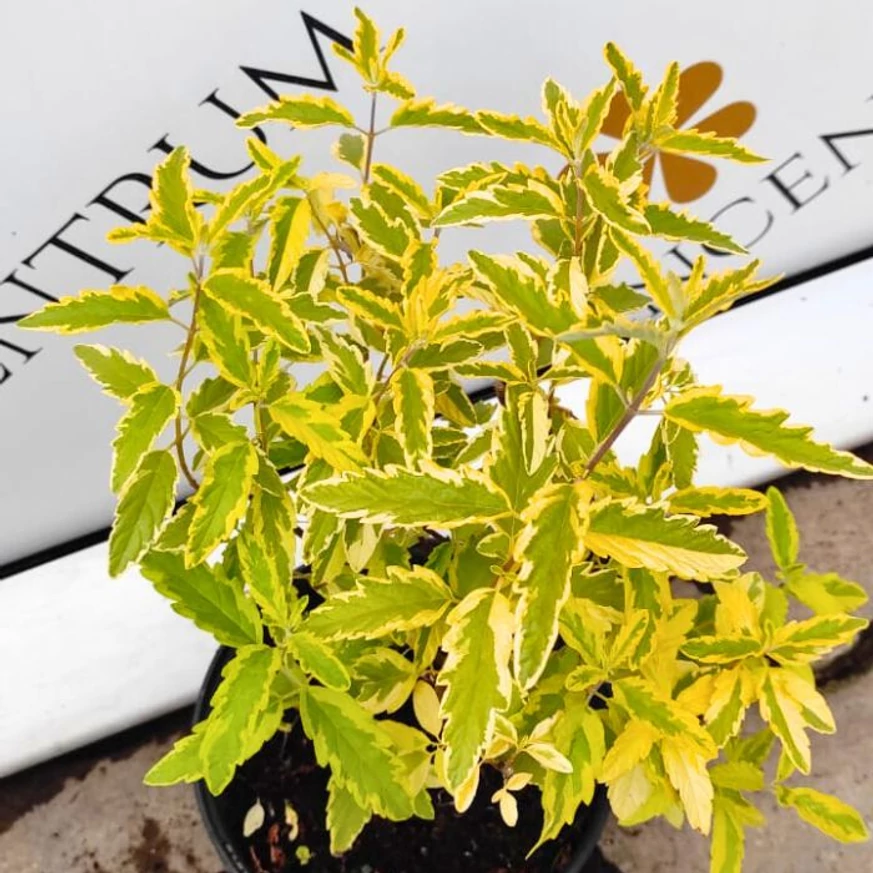 Caryopteris x clandonensis Summer Sorbet V2 - Barbă albastră