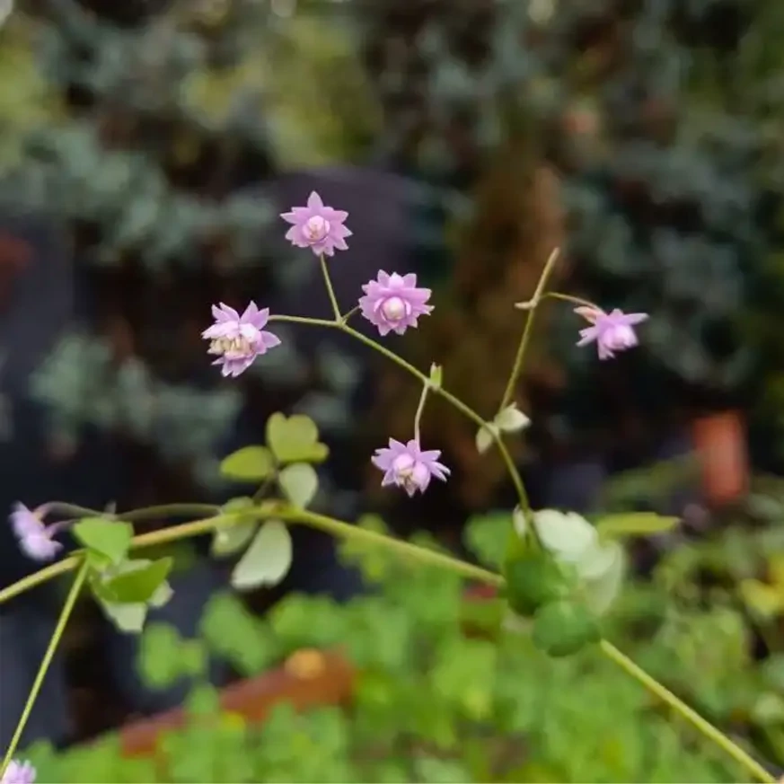 Înflorirea plantei noastre de Thalictrum delavayi Hewitt's Double în luna septembrie.