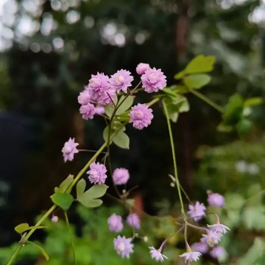 Thalictrum delavayi Hewitt's Double cu flori pline în centrul nostru de grădinărit în septembrie.