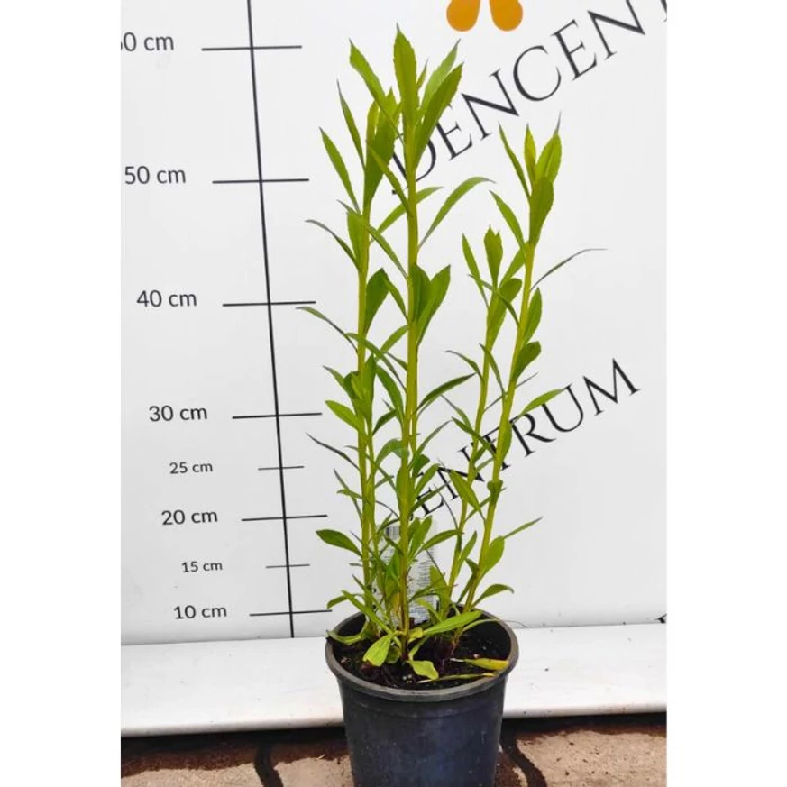 Aspectul plantei Helenium autumnale în luna mai.