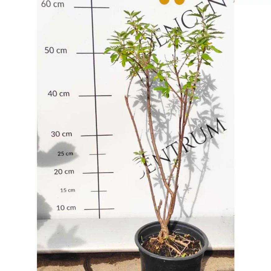 Aspectul plantei Caryopteris clandonensis la sfârșitul lunii mai.