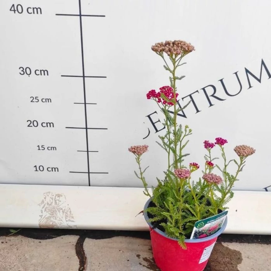 Achillea millefolium - Coada șoricelului cu flori roșii