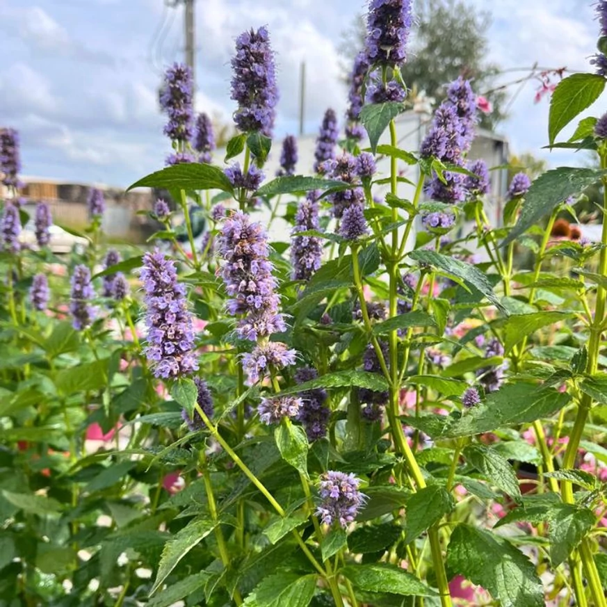 Menta coreană este o plantă perenă înaltă. 