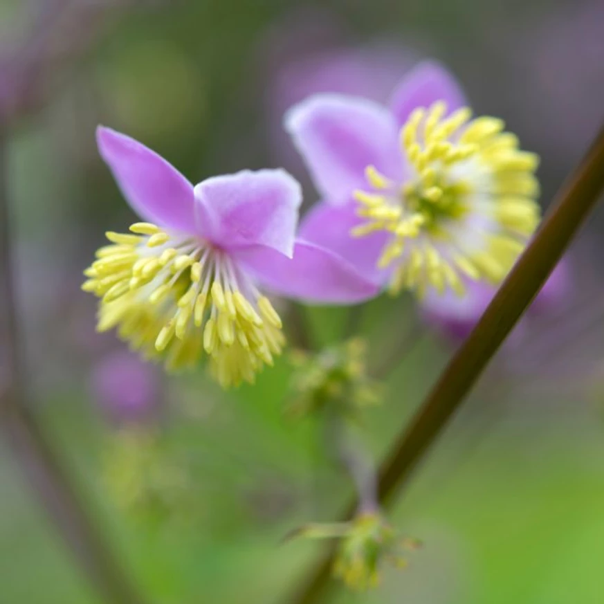 Florile plantei perene Thalictrum delavayi.