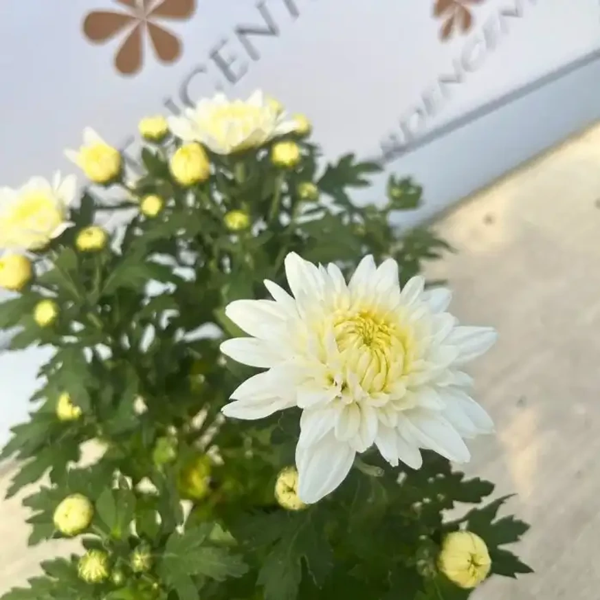Crizantemă cu flori albe în pepiniera noastră. 