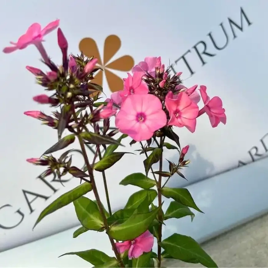Florile plantei perene Phlox paniculata Sweet Summer Dream, în mijlocul lunii septembrie în pepiniera noastră. 
