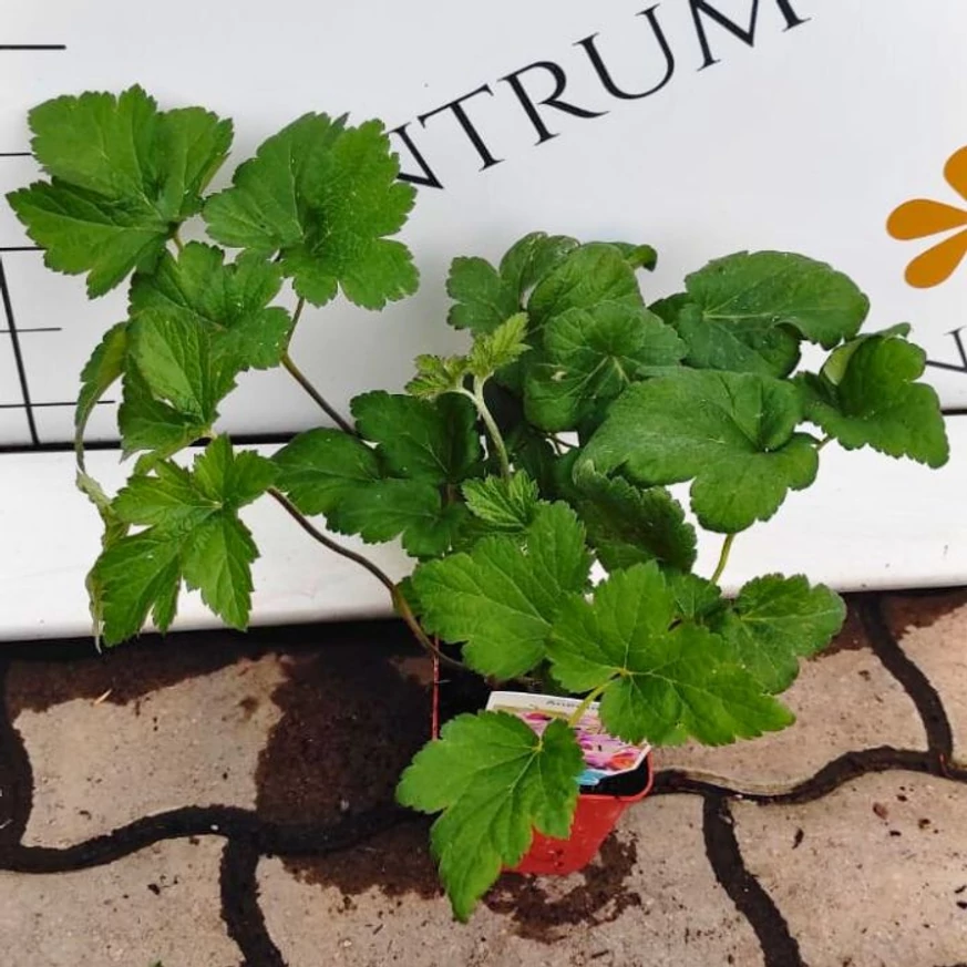 Frunzele plantei Anemone hybrida Serenade în centrul nostru de grădinărit.