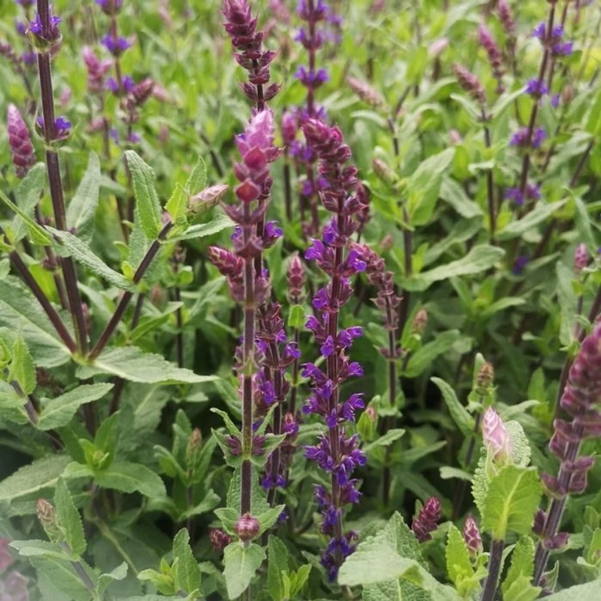 Salvia nemorosa Caradonna - Salvie ornamentală