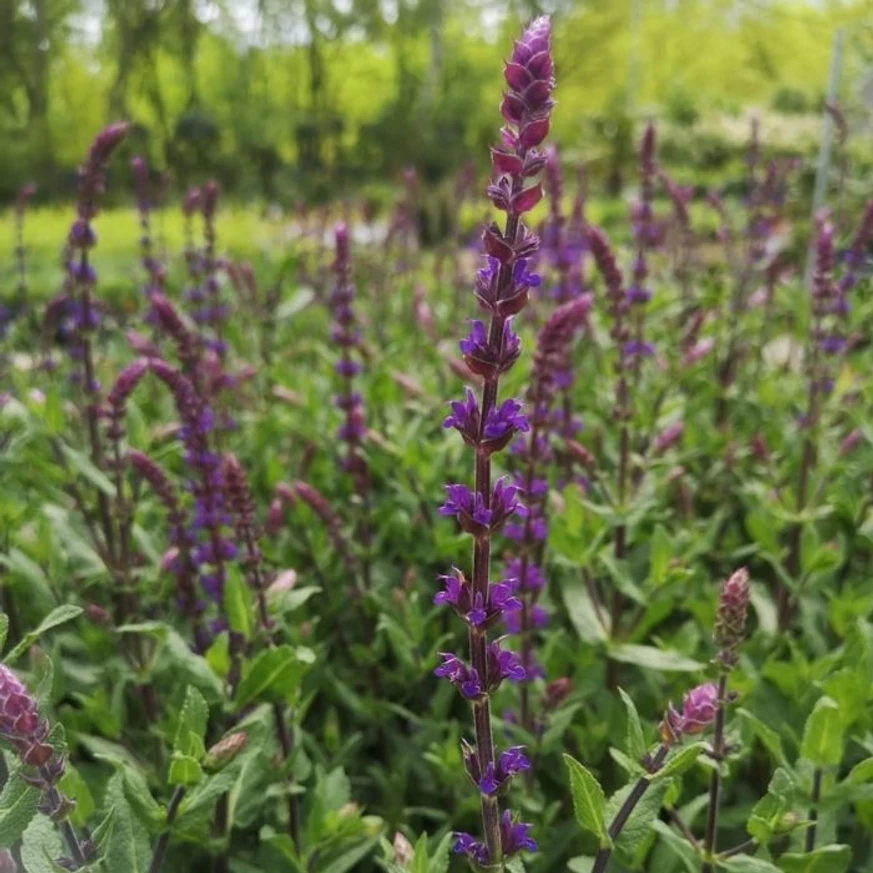 Salvia nemorosa Caradonna - Salvie ornamentală