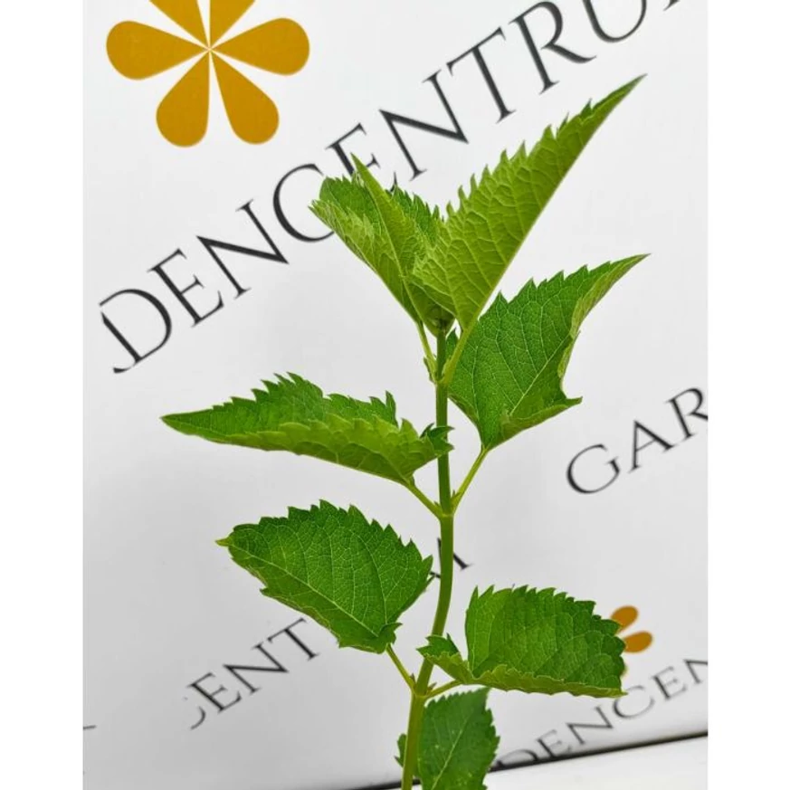 Frunzele plantei Helianthus la sfârșitul lunii mai.