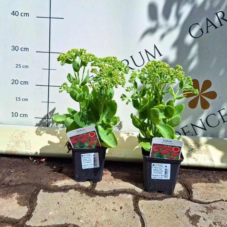 Aspectul plantelor de Sedum spectabile din pepiniera noastră în luna august.