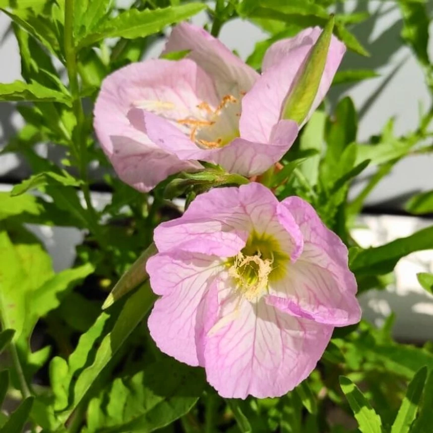 Oenothera speciosa - Primula de seară