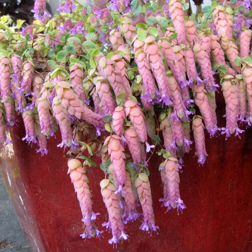 Înflorirea a Origanum Amethyst Falls într-un ghiveci.