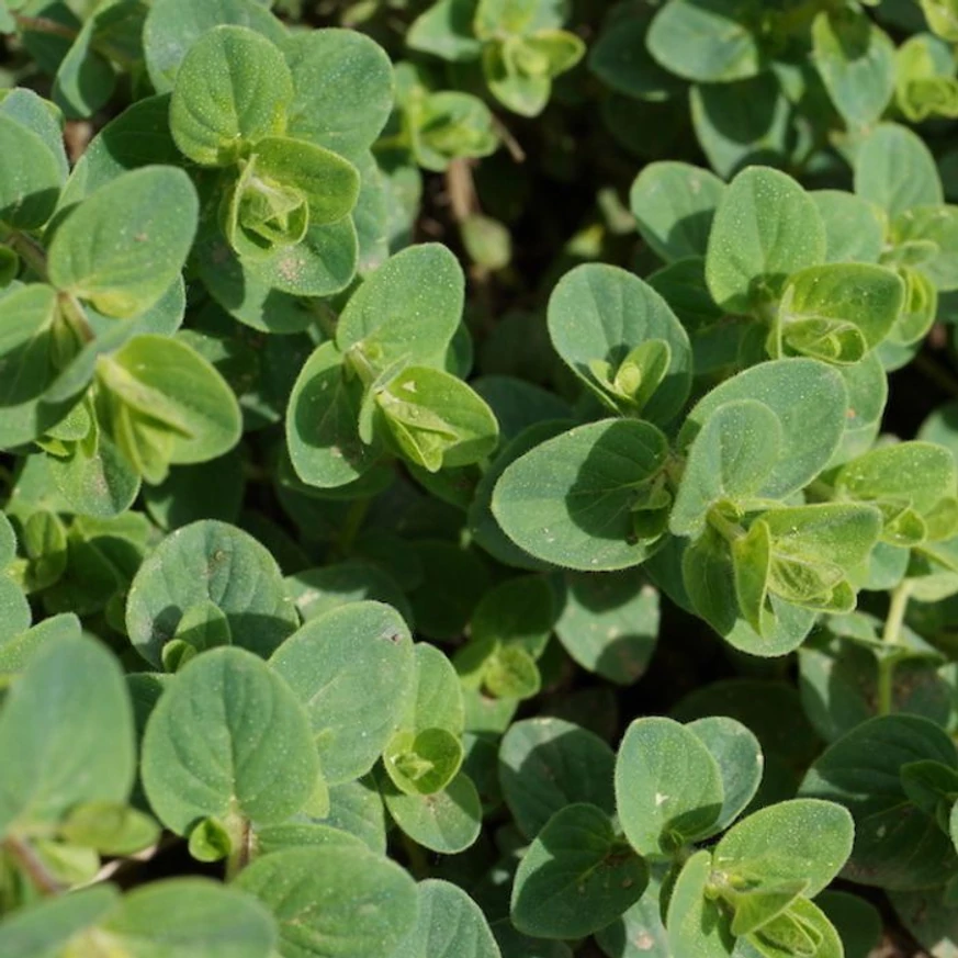 Frunzele oregano decorativ Origanum Amethyst Falls văzute de aproape.