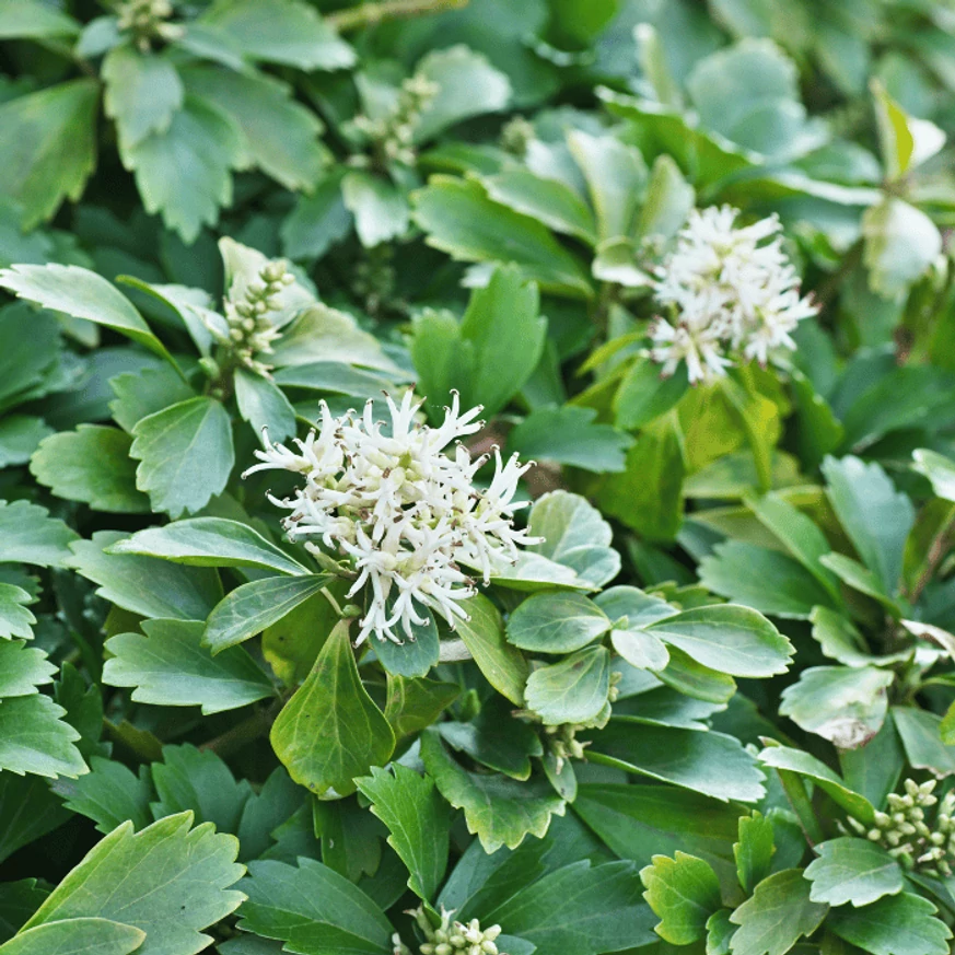 Pachysandra japoneză decorează grădina cu florile sale albe primăvara. 