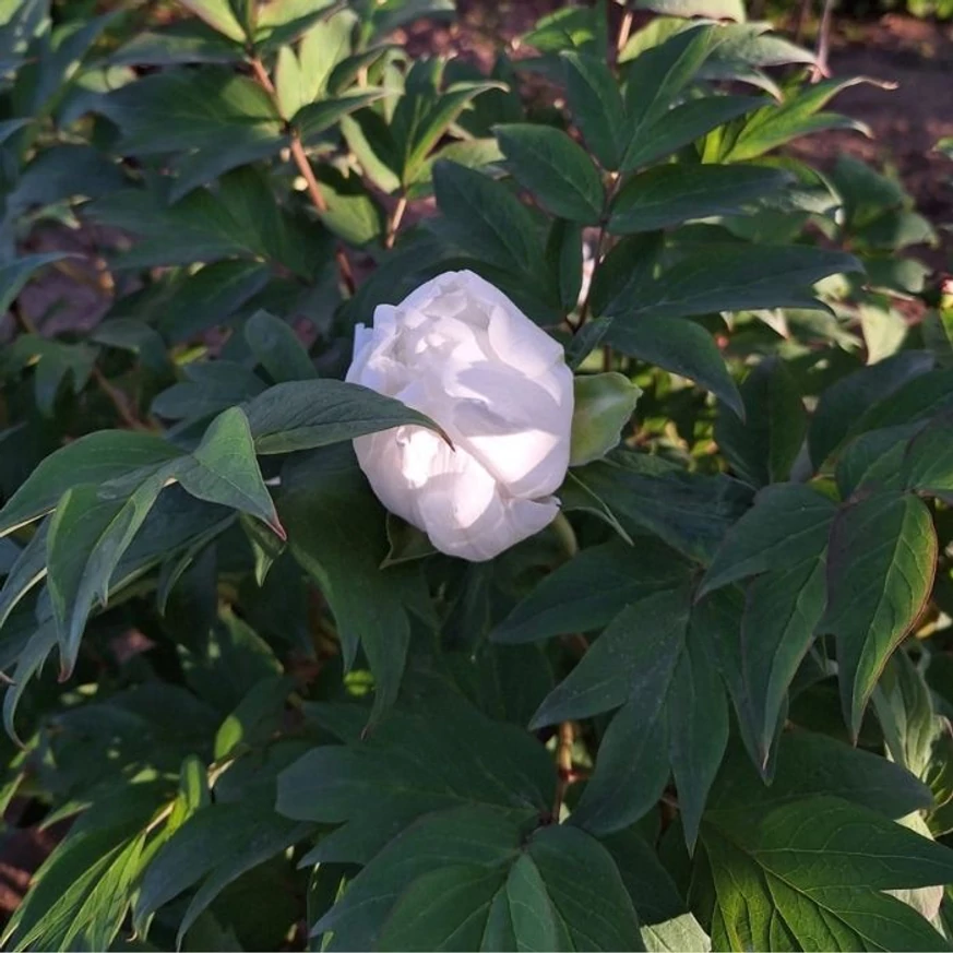 Florile și frunzele bujorului alb în pepiniera noastră.