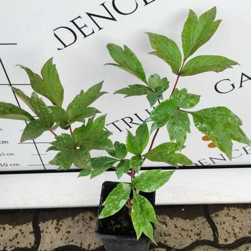 Aspectul bujorului arbustiv în luna mai în centrul nostru de grădinărit.
