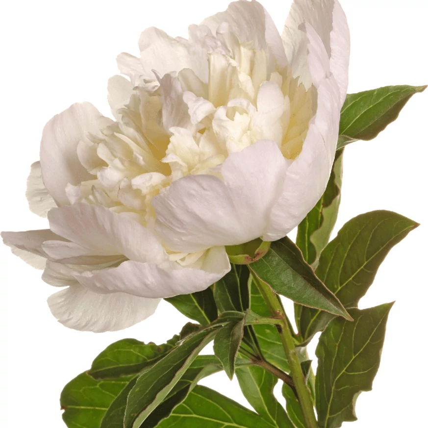 Paeonia poate fi folosită și ca floare tăiată. 