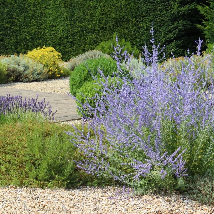 Salvia rusească plantată într-un strat de flori. 