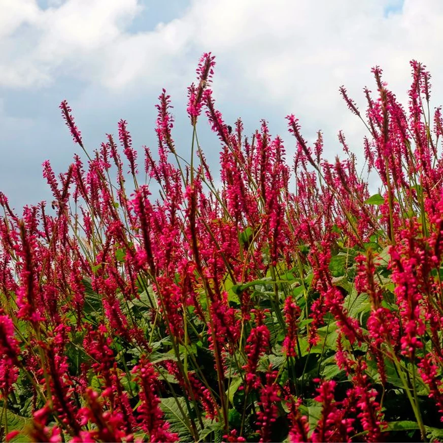 Persicaria înfloreste abundent în timpul verii. 