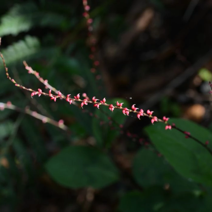 Persicaria filiformis