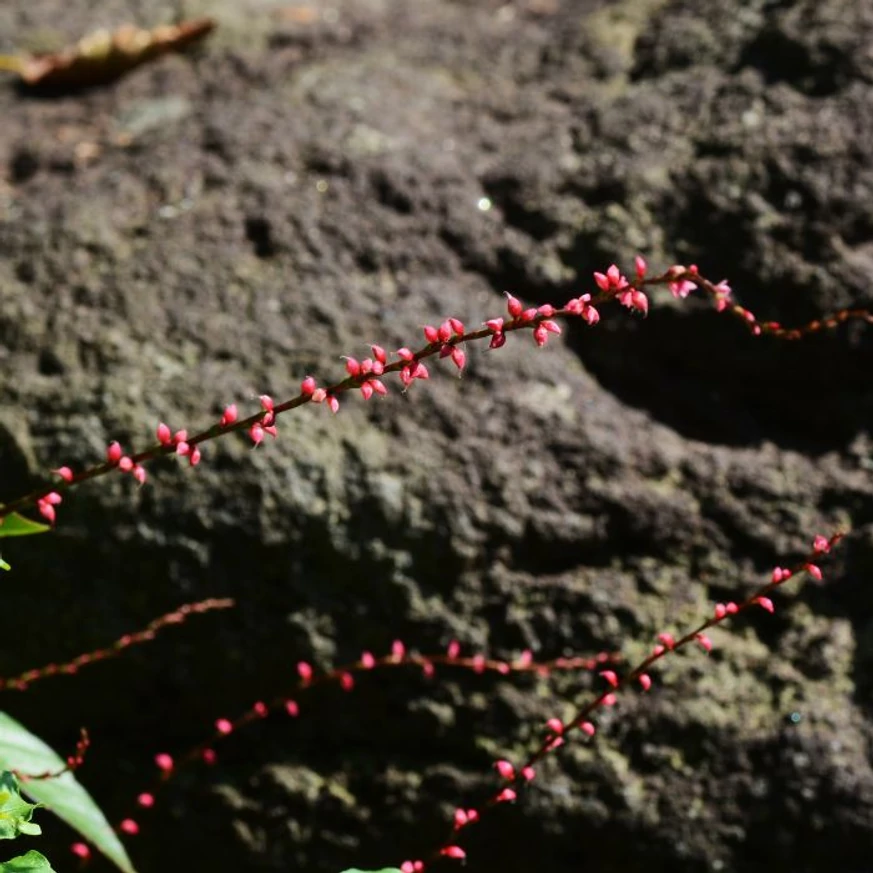 Persicaria filiformis