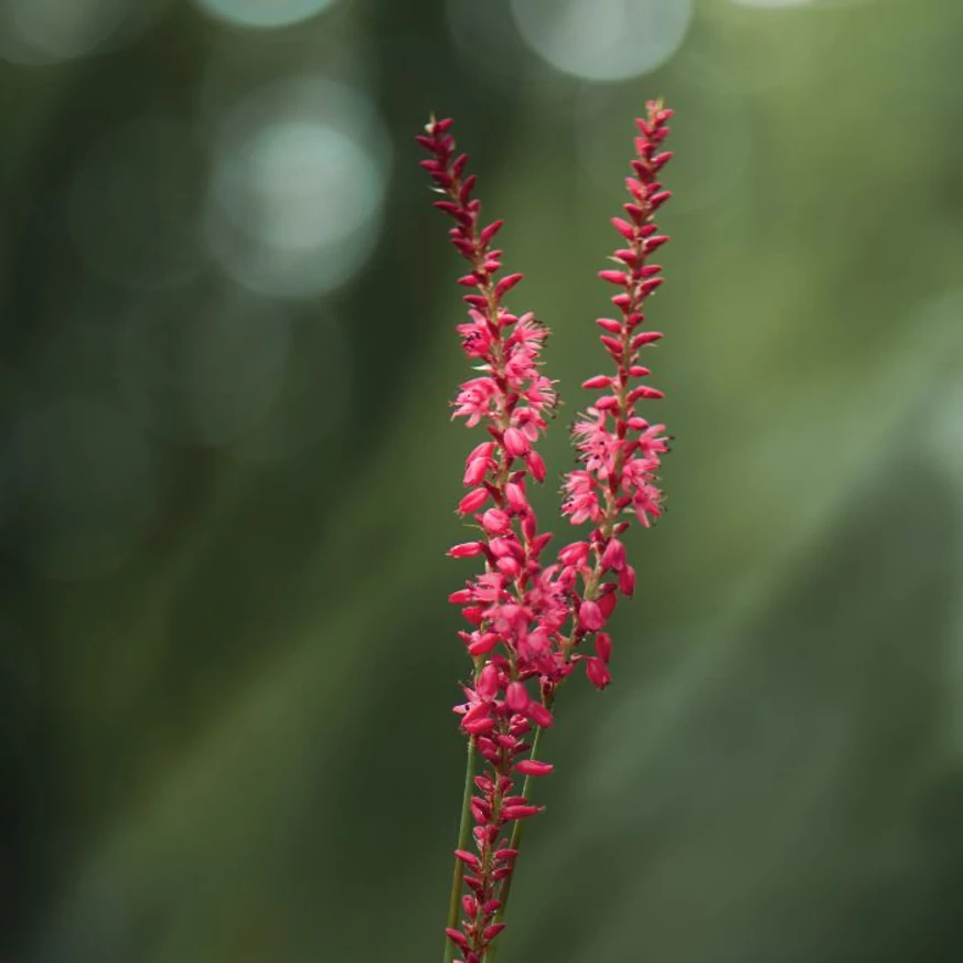 Persicaria filiformis