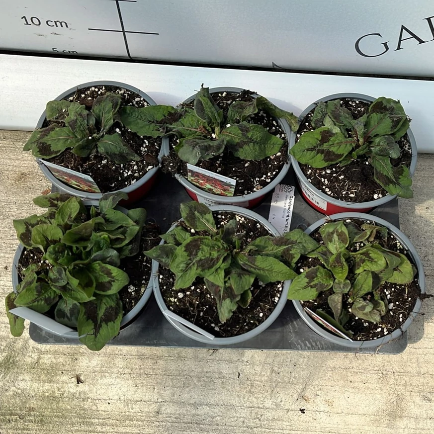 Persicaria filiformis