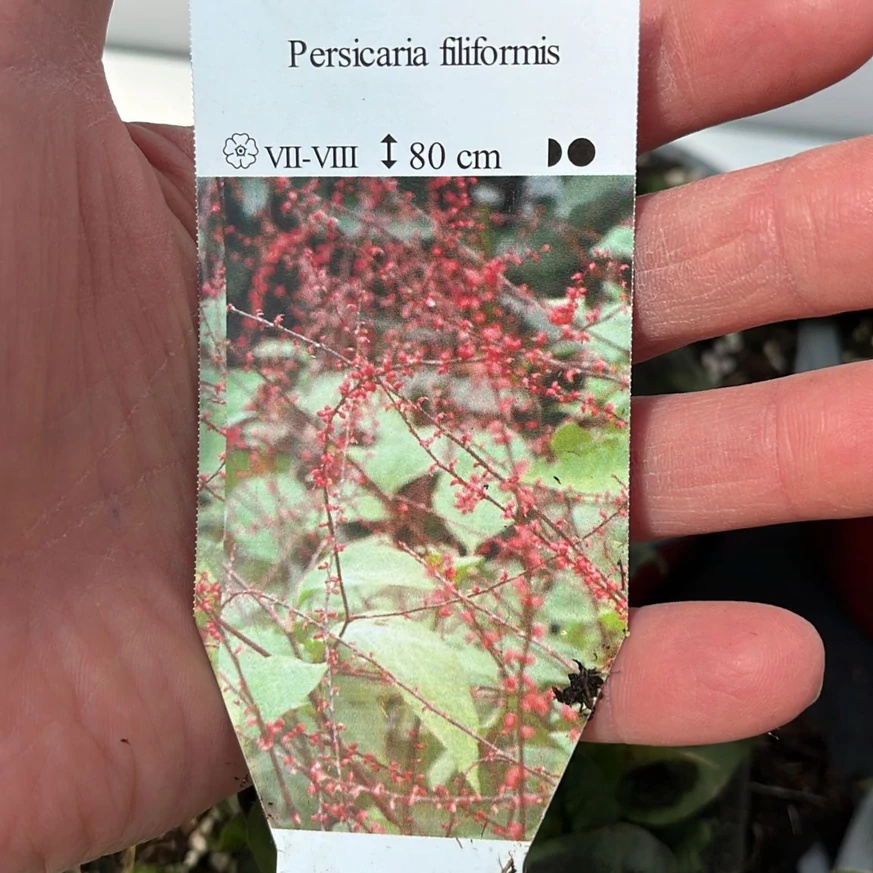 Persicaria filiformis