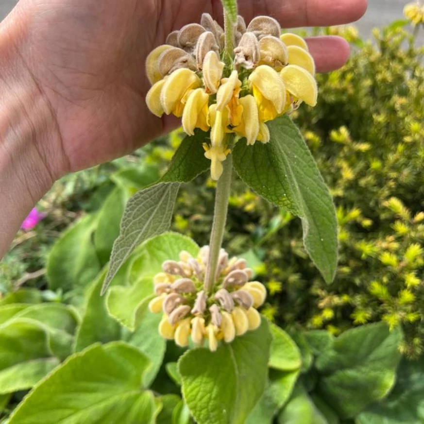 Pe tulpina florală a plantei Phlomis russeliana se află mai multe verticile florale.