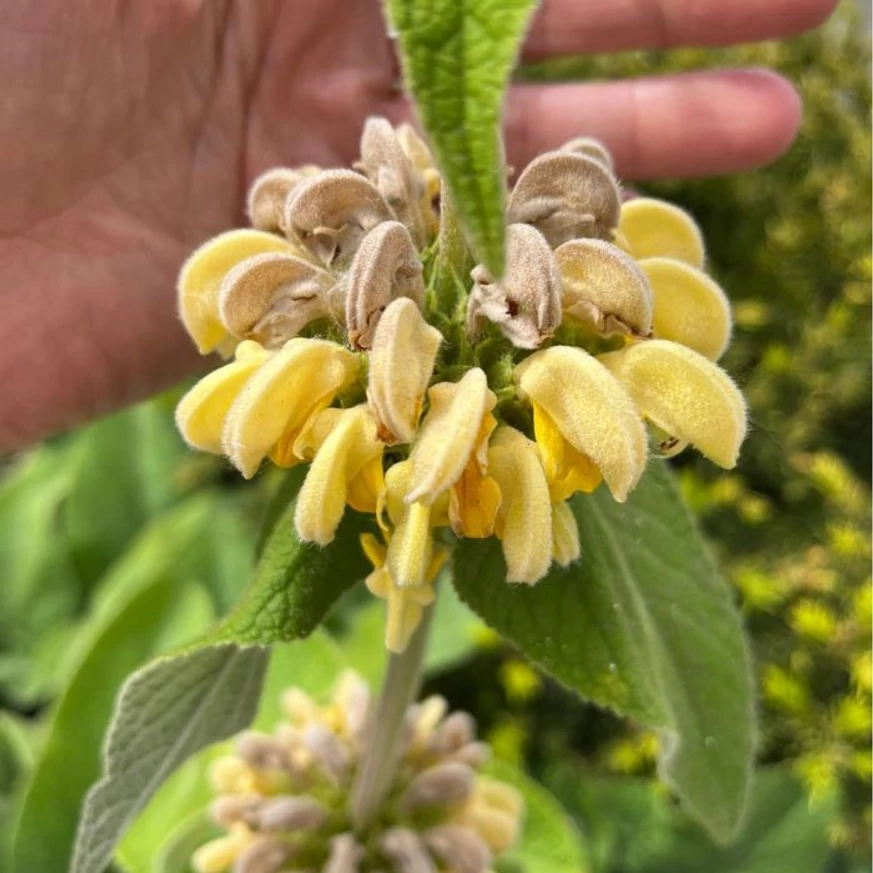 Inflorescența salviei de Ierusalim. 