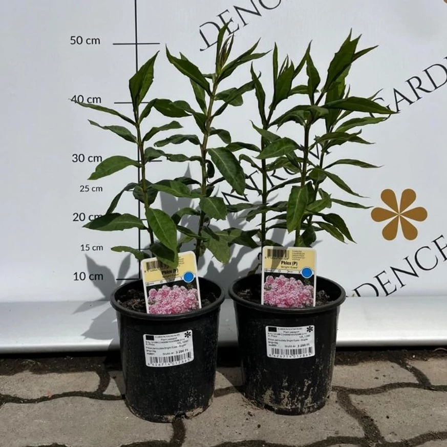 Phlox paniculata Bright Eyes î nluna mai în pepiniera noastră. 