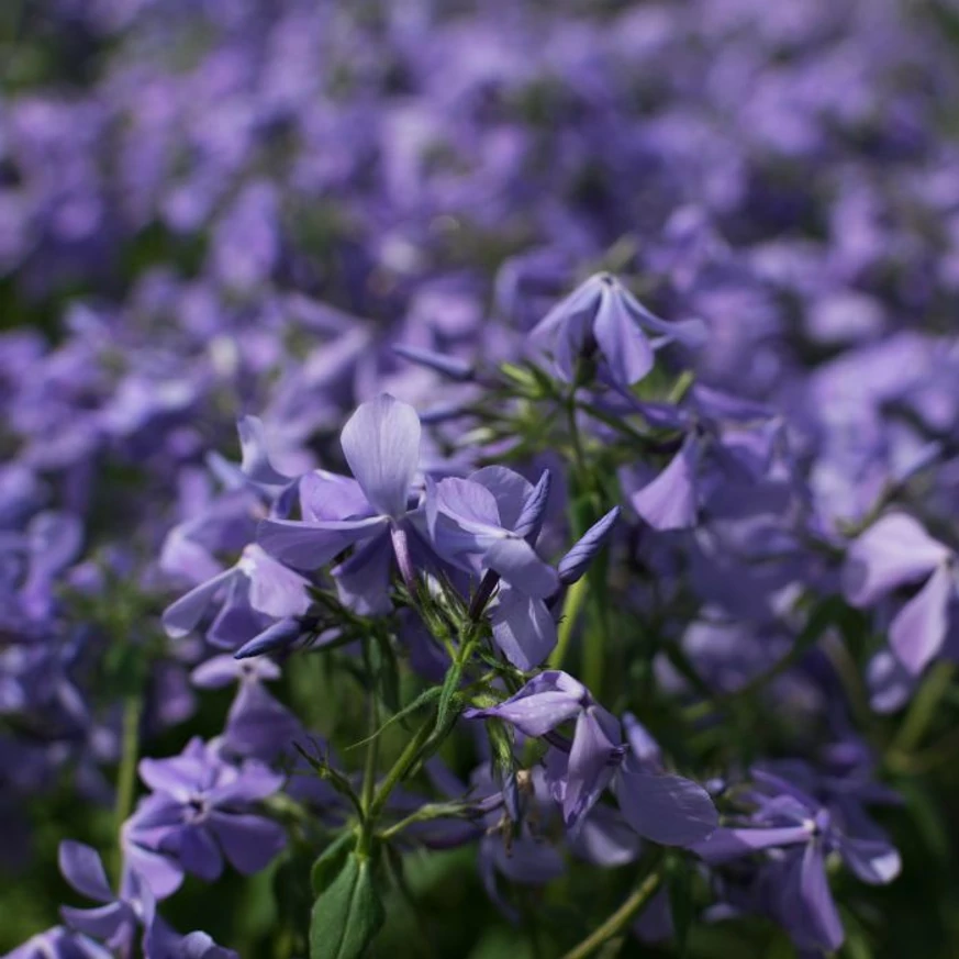 Brumărelele parfumate Phlox divaricata Clouds of Perfume se extinde, creând un covor de flori parfumate. 