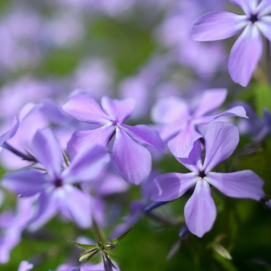 Florile plantei perene Phlox divaricata Clouds of Perfume.