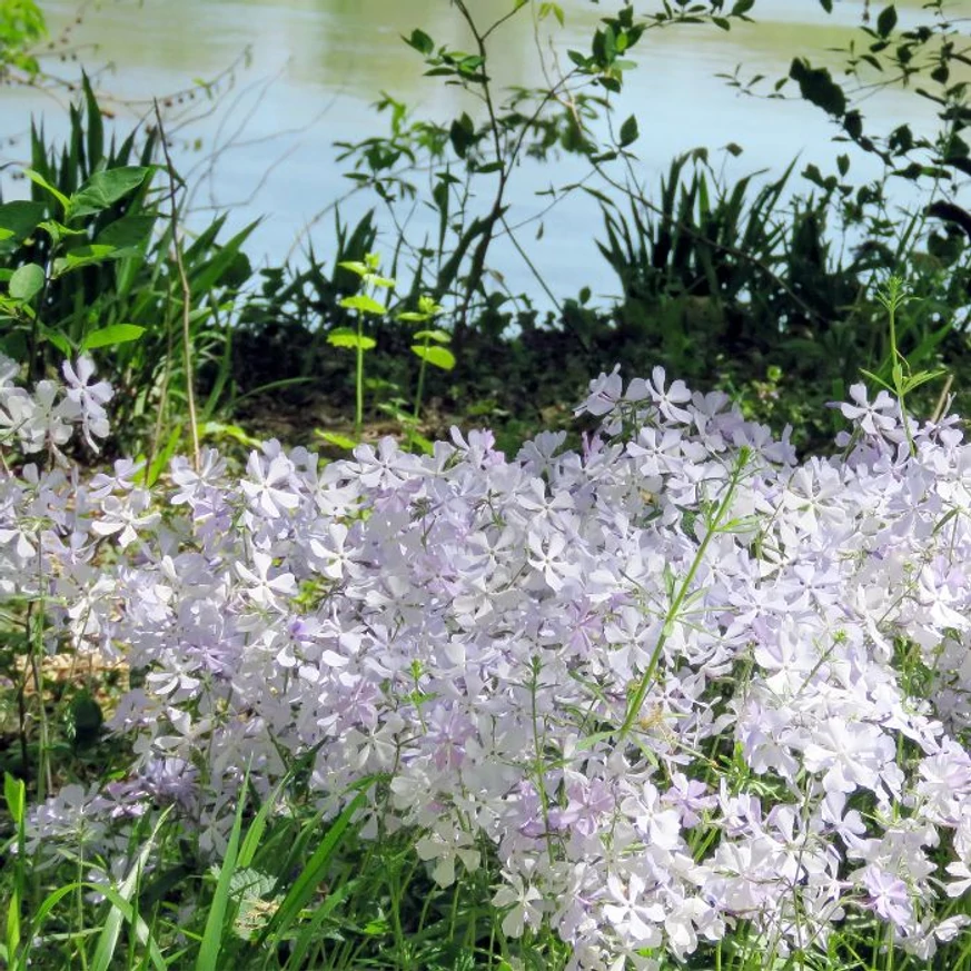 La început, Phlox divaricata May Breeze are flori albe, care treptat capătă o nuanță delicată de mov deschis.